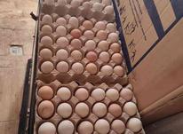 تخم مرغ لاری(خوراکی) در شیپور-عکس کوچک