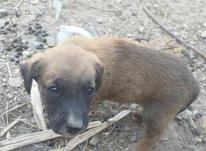 سگ سرابی ماده اصیل در شیپور-عکس کوچک