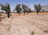 زمین زراعی در منظریه عمروآباد در شیپور-عکس کوچک