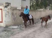 اسب مادیون و کره اسب در شیپور-عکس کوچک