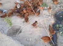 جوجه مرغ و خروس محلی در شیپور-عکس کوچک