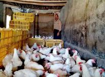فروش مرغ مادر در شیپور-عکس کوچک