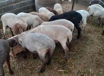 گوسفند داشتی در شیپور-عکس کوچک
