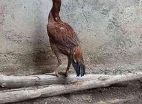 2تا مرغ لاری تاقچه در شیپور-عکس کوچک