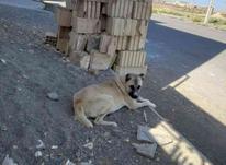 سگ ماده افغانی در شیپور-عکس کوچک