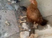 مرغ لاری با جوجه لاری در شیپور-عکس کوچک
