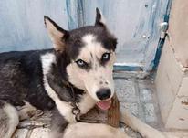 سگ هاسکی ماده در شیپور-عکس کوچک