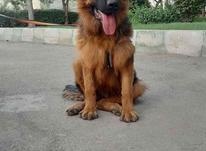 سگ ژرمن وارداتی از گرجستان معاوضه با کنسول در شیپور-عکس کوچک