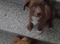 سگ نژاد جکسون در شیپور-عکس کوچک