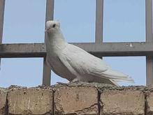 کبوتر پرشتی و دم گیر در شیپور