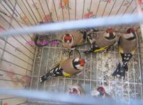 فروش پرنده سهره و قناری و مرغ عشق و .. در شیپور-عکس کوچک