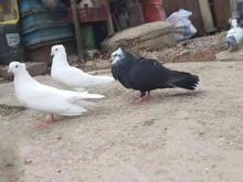 کبوتر کله ماستی نسل قدیم فروشی در شیپور