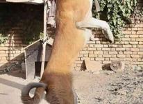 سگ ماده خراسانی درشت در شیپور-عکس کوچک