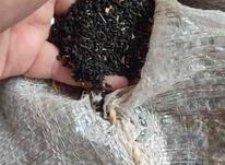 سیاه دانه خوب دانه درشت ونخود در شیپور-عکس کوچک