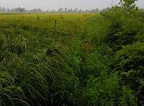 زمین کشاورزی در شیپور-عکس کوچک