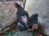 مرغ نطفه دار و تخم گذار در شیپور-عکس کوچک