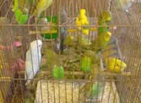دوازده تا مرغ عشق نر در شیپور-عکس کوچک