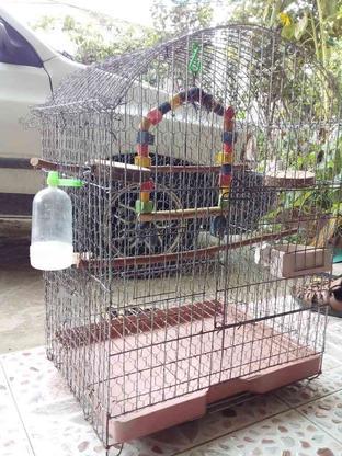 قفس پرنده در حد نو در گروه خرید و فروش ورزش فرهنگ فراغت در مازندران در شیپور-عکس1