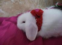 خرگوش لوپ اصل در شیپور-عکس کوچک