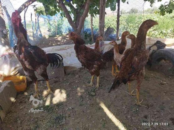 فروش یک خروس لاری اصیل نژاددار با دو مرغ لاری اصیل با 4جوجه در گروه خرید و فروش ورزش فرهنگ فراغت در آذربایجان غربی در شیپور-عکس1