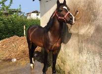 اسب نریان کرد اصیل در شیپور-عکس کوچک
