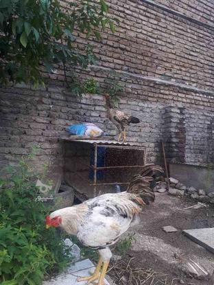 جوجه خروس و مرغ در گروه خرید و فروش ورزش فرهنگ فراغت در مازندران در شیپور-عکس1