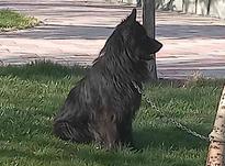 سگ ژرمن بلک در شیپور-عکس کوچک