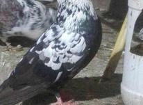 کبوتر‌20جفت پرشی دستچین شده در شیپور-عکس کوچک