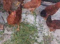 مرغ وخروس تازه در شیپور-عکس کوچک