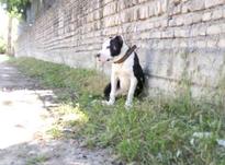 سگ معاوضه باپیک نیز در شیپور-عکس کوچک