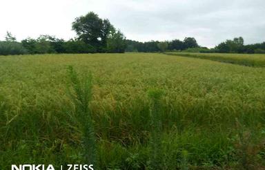 زمین کشاورزی 18000 متر در گیشاکجان