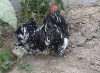 فروش جفت مرغ و خروس کوشین بلک متلد در شیپور-عکس کوچک