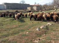 فروش گوسفند زنده از بهترین نژادها در شیپور-عکس کوچک