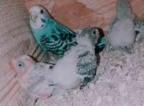مرغ عشق جفت با سه تا جوجه در شیپور-عکس کوچک