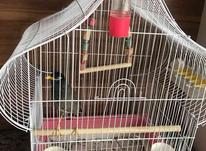 مرغ مینا بازیگوش با قفس در شیپور-عکس کوچک