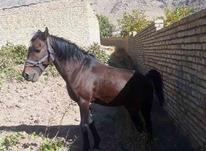اسب کرد نرون شیک خوبی در شیپور-عکس کوچک