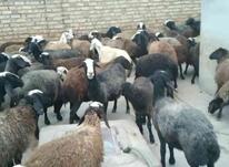 گوسفند میش شال در شیپور-عکس کوچک
