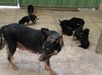 واگذاری توله سگ در شیپور-عکس کوچک