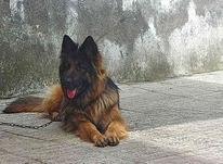 سگ ژرمن ماده در شیپور-عکس کوچک