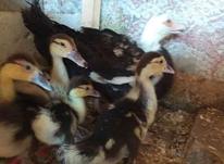 6عدد جوجه اردک خارجی با مادر در شیپور-عکس کوچک