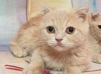بچه گربه اسکاتیش فولد در شیپور-عکس کوچک
