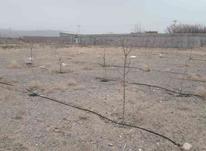 زمین باغی جهت ساخت باغ و ویلا در شیپور-عکس کوچک