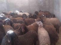 دویست راس گوسفند چاق افشار در شیپور-عکس کوچک
