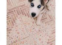 سگ هاسکی 2 ماهه شناسنامه دار 2 تا چش‌آبی خالص نر در شیپور-عکس کوچک