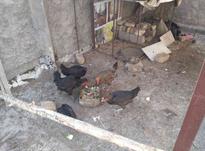 مرغ بومی خانگی در شیپور-عکس کوچک