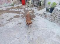 سگ پاکوتاه در شیپور-عکس کوچک