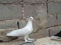 11عدد کبوتر طوقی در شیپور-عکس کوچک
