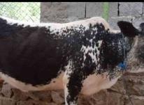 گاو محلی دو ماه حامله شیر پنج تا شیش کیلو در شیپور-عکس کوچک