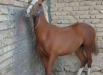 فروش اسب نریان در شیپور-عکس کوچک
