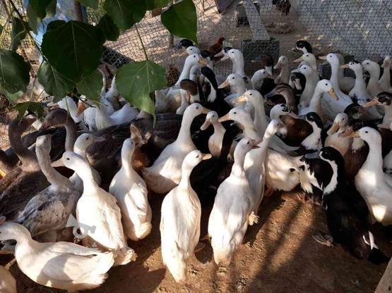 اردک محلی یا بک بکی در گروه خرید و فروش ورزش فرهنگ فراغت در مازندران در شیپور-عکس1